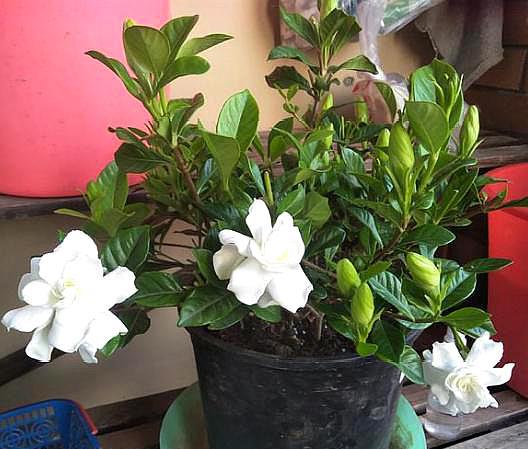 栀子花黄叶是什么原因如何解决,栀子花黄叶是什么原因如何处理