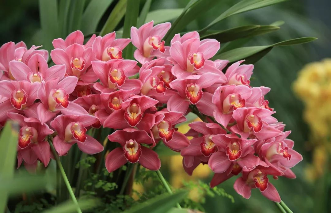 过年家里必摆的九道菜,过年家里摆的喜庆的物件