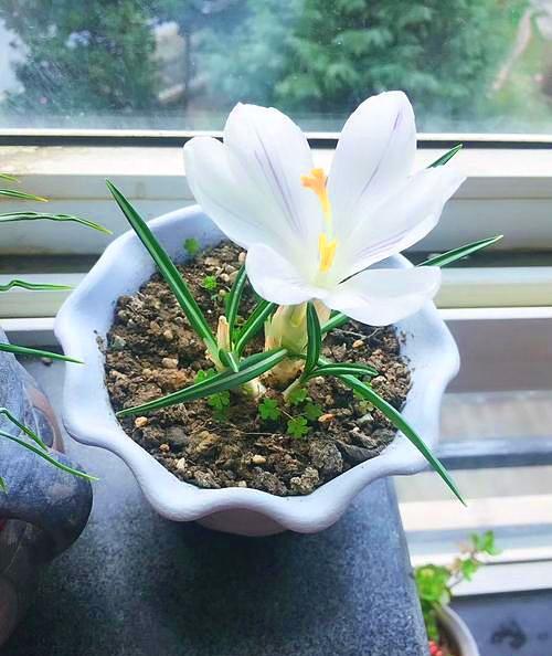 番红花适合养什么花,番红花怎么才能多开花