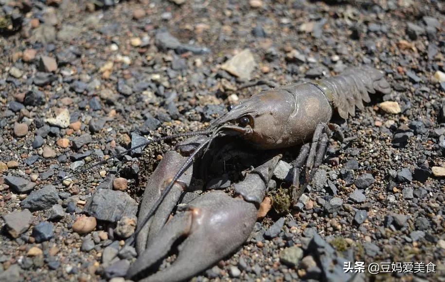 虾黄怎么煮才会一块块的,虾黄怎么加工好吃好看