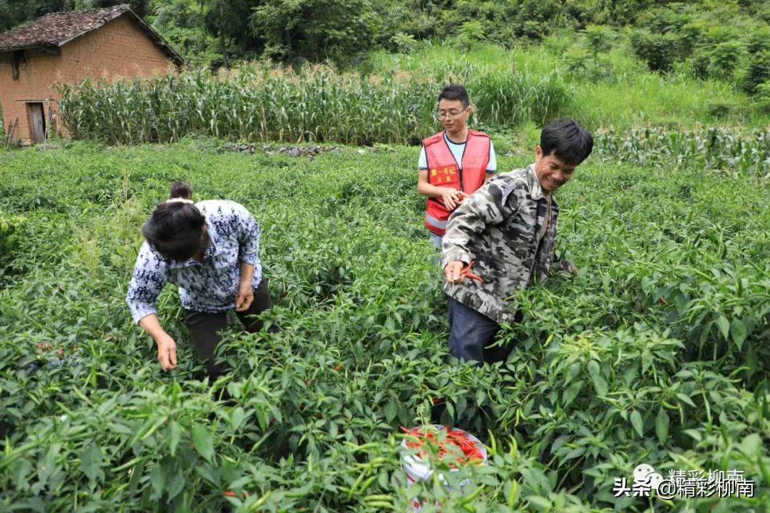 乡镇辣椒丰收信息,火红的辣椒映出红红火火的日子