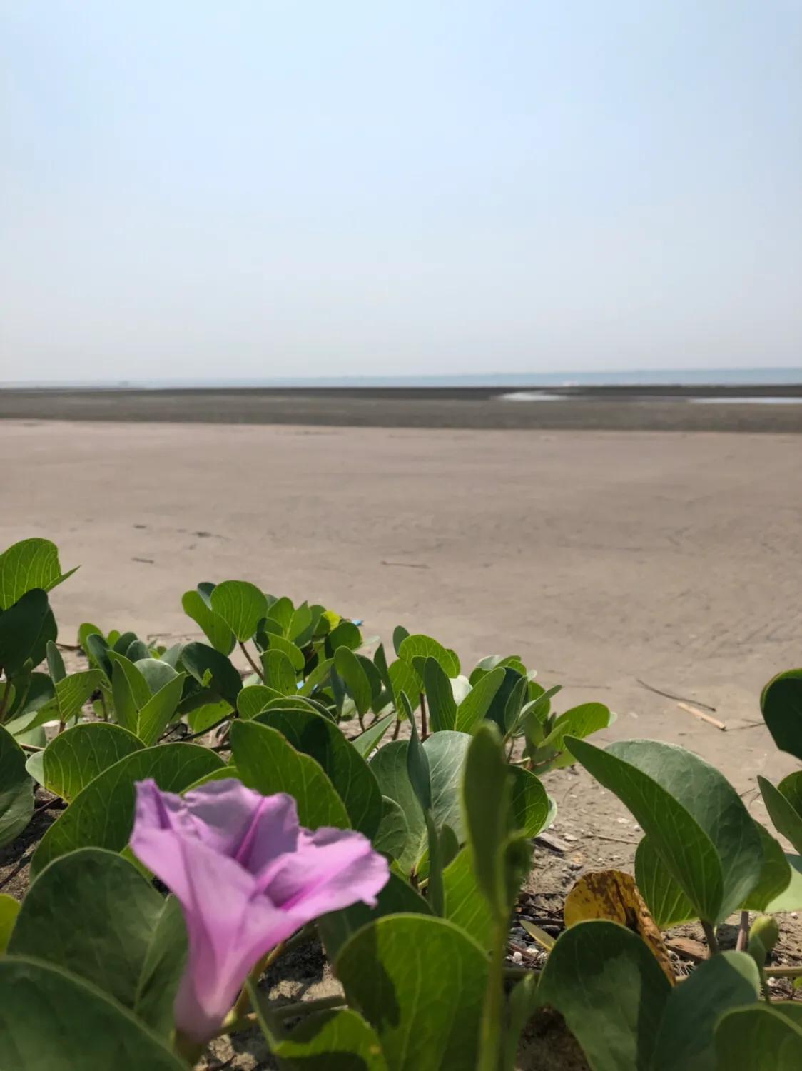 企沙海港小镇,企沙网红小镇叫什么