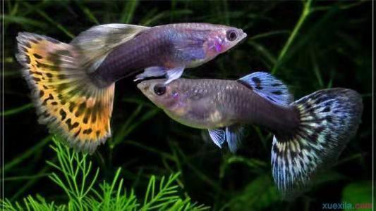 鱼缸种植水草用沙子还是水草泥好,鱼缸中种植水草需要多少温度