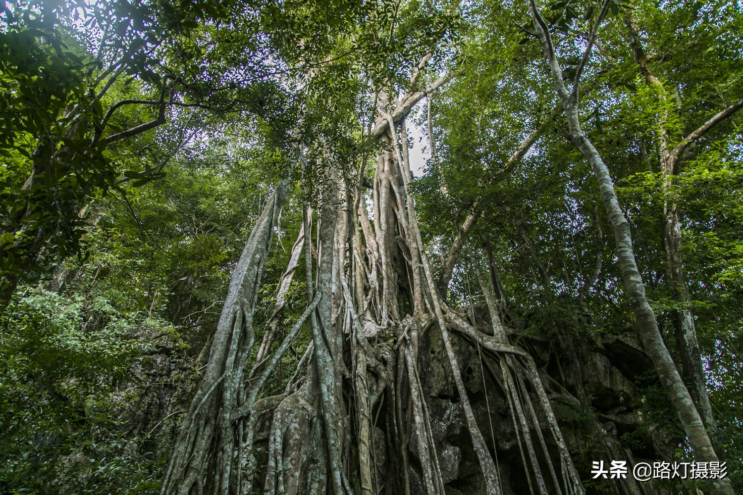 云南仅有的8个5*级A**景区,石林雪山,雨林仙境,都去过的人不多