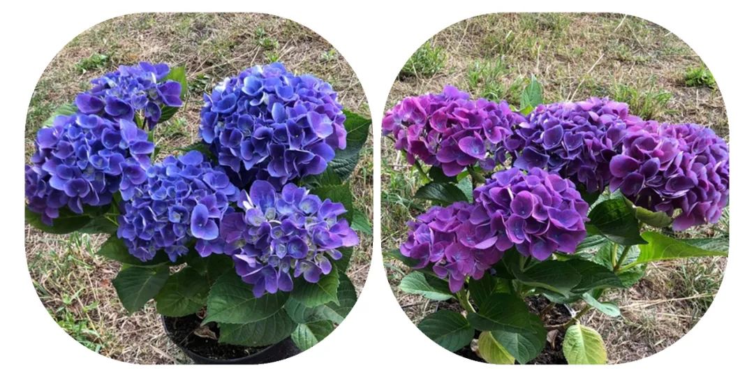 十大顶级绣球品种,最好养的绣球品种