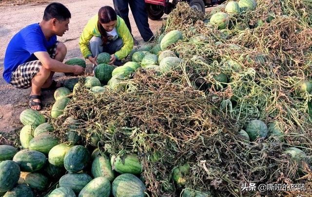 各地西瓜滞销成灾,西瓜连年滞销怎么回事