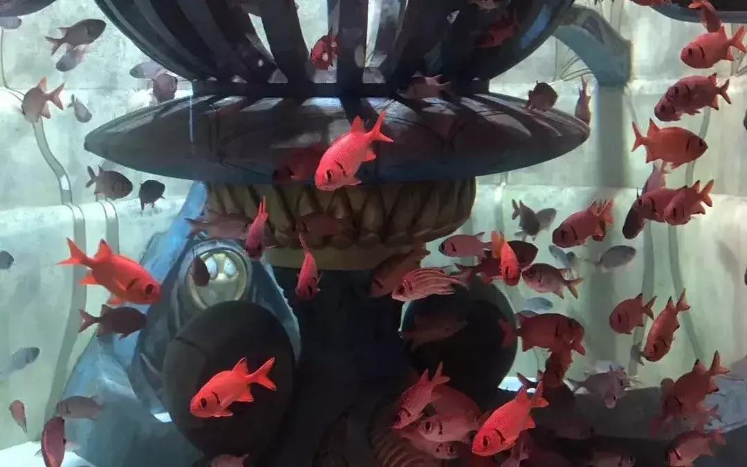 与海洋生物一起旅游,与海洋生物同游