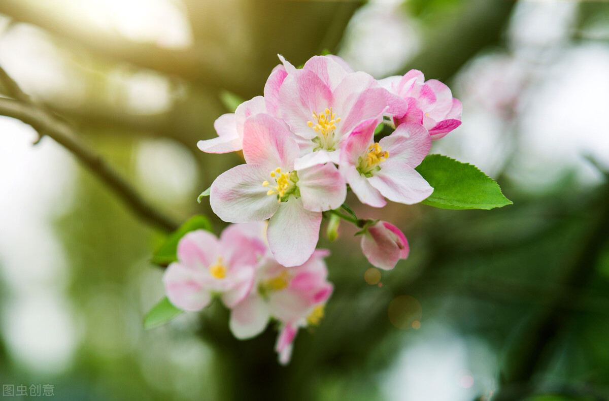 32首关于清明的古诗词,描写清明节的古诗50首