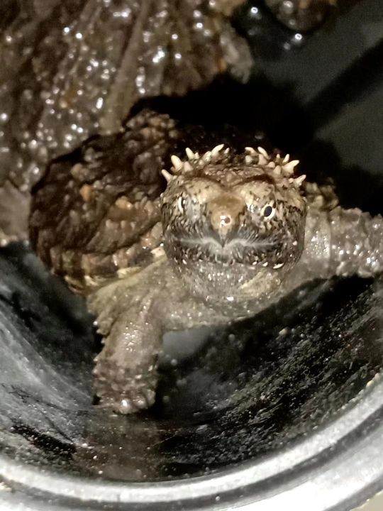 佛鳄饲养注意事项,佛鳄龟养殖技术及管理