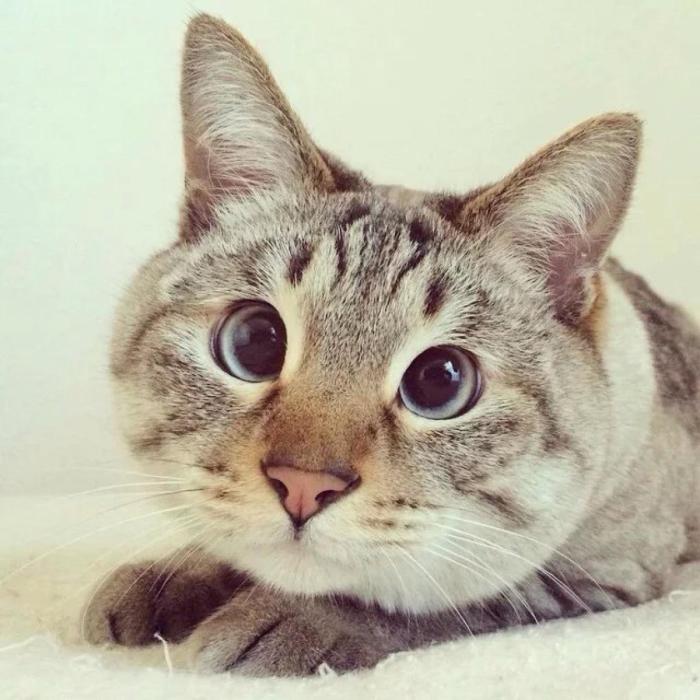 猫咪冷知识：猫咪“斗鸡眼”怎么解释？对猫咪有影响吗？