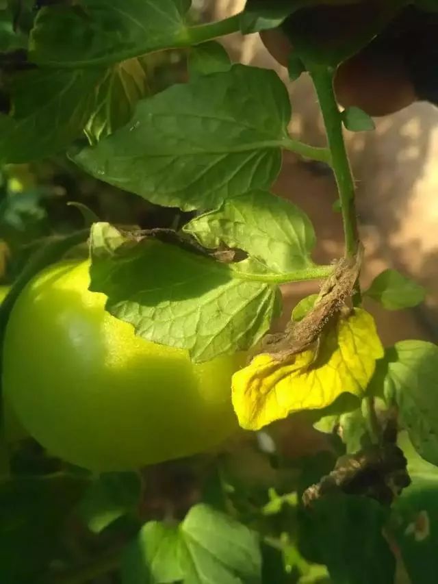 灰霉病如何防御,灰霉病的识别与防控