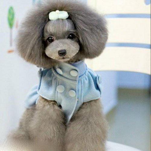 泰迪最讨厌的互动方式,泰迪最讨厌的四种抱法