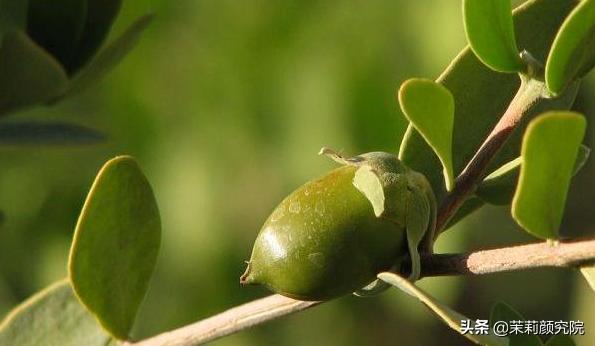 新手必备10款基础精油,单方精油40种精油的功效与用法