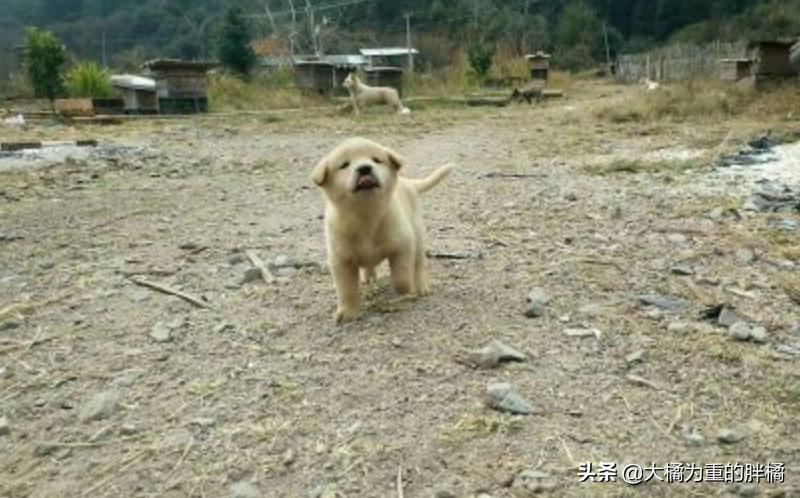藏獒被关笼中十二年，铁笼已被焊死，主人就住隔壁，却不管它死活