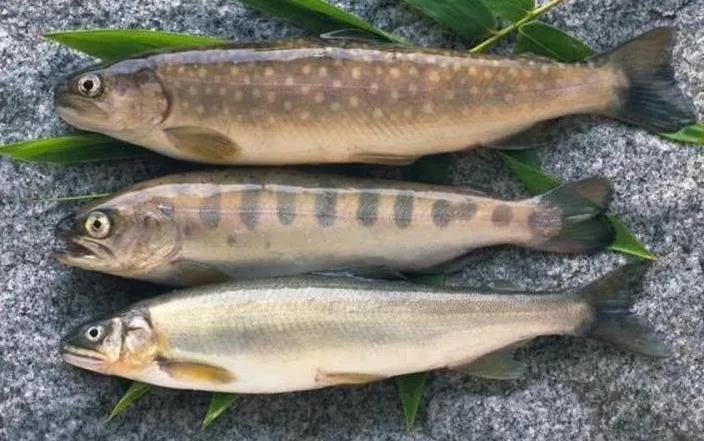 名贵的六种鱼你吃过几种,20种名贵海鱼