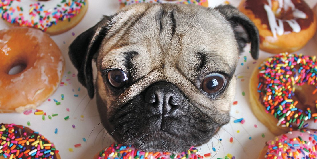 人不如狗系列——Instagram上身价最高的十只汪