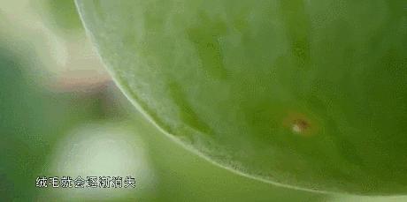 肺火旺痰多咳嗽喉咙干燥,肺部黄痰总咳不干净吃什么药