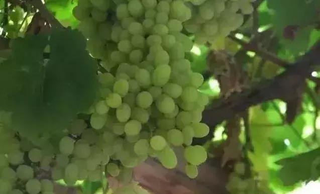 南疆小县城的百年饮料，制作技术堪比茅台，被誉为中国白兰地