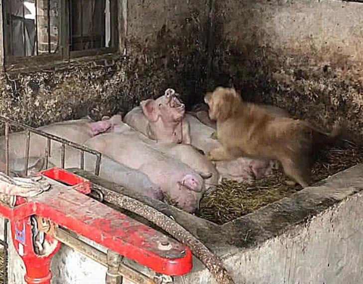 狗狗偷溜进母猪圈,觉得事情不简单,跟过去后,拿起扫把狠打