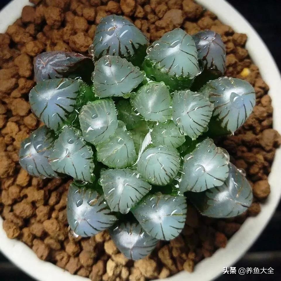 世界名贵花图片大全集,世界上最漂亮名贵的花卉