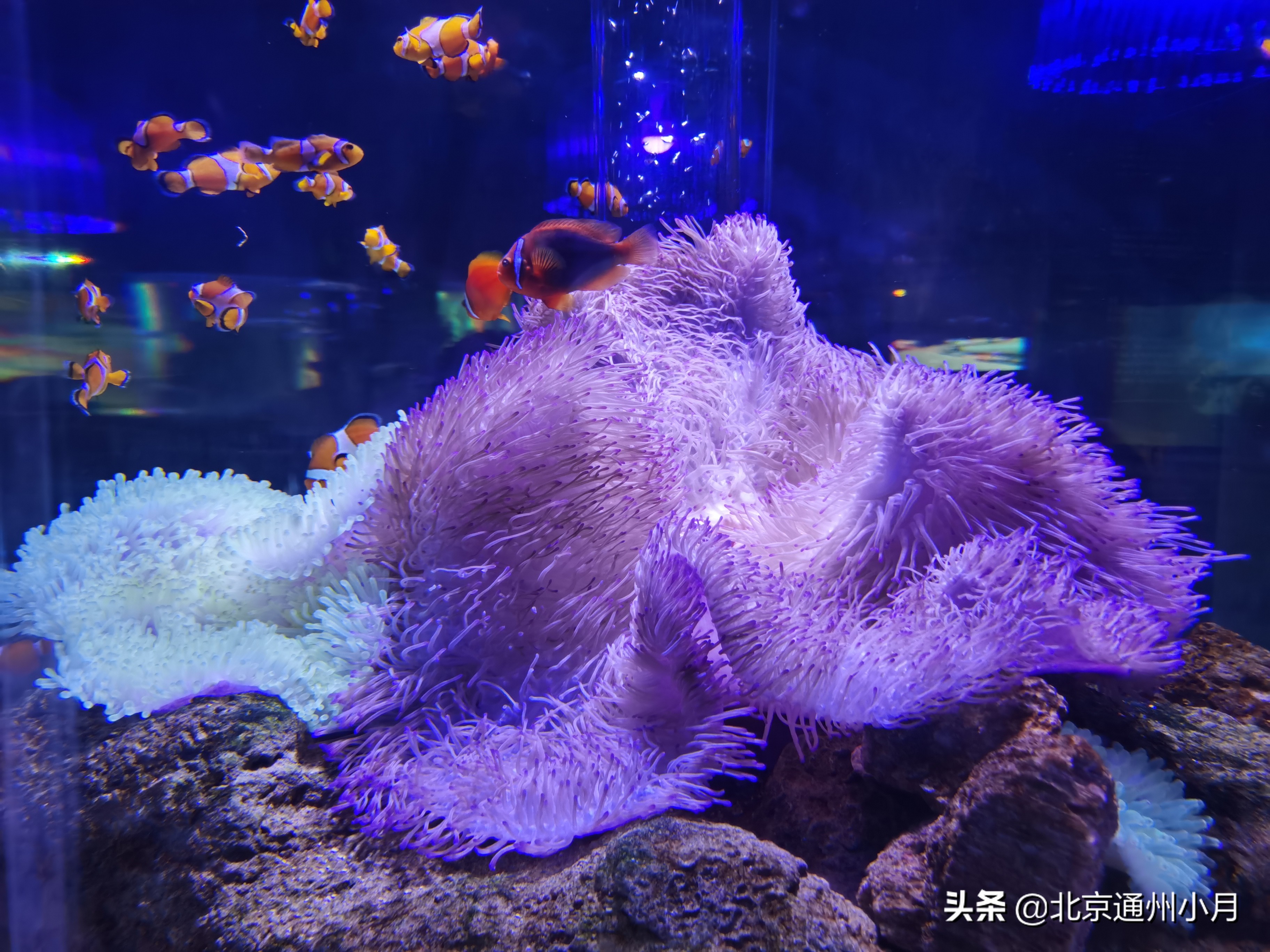 值得去看的海底世界,北京市海底世界门票多少钱