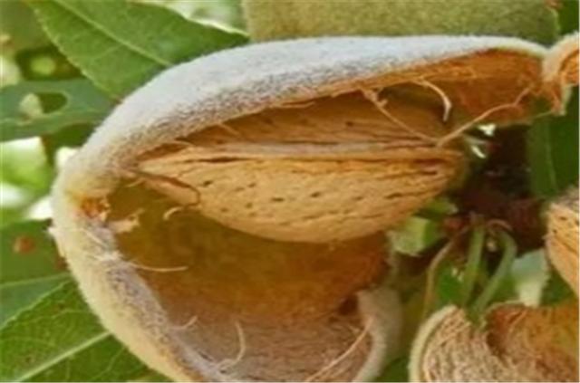 杏仁的种植方法和管理,杏仁种植的方法