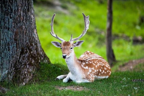 梅花鹿养殖现在怎么样,养殖梅花鹿前景和风险
