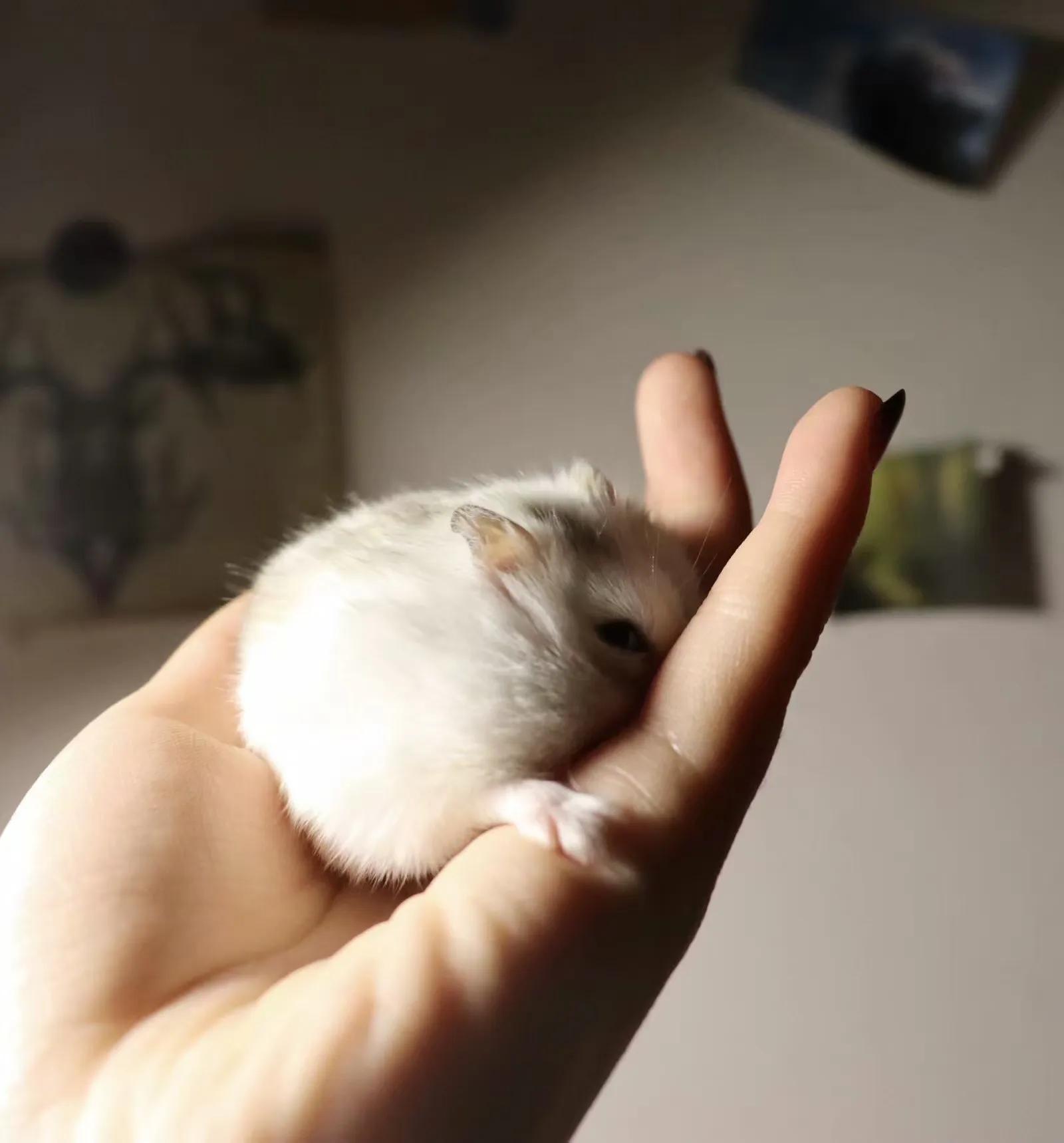 仓鼠观察记录表格,仓鼠逃亡记录视频