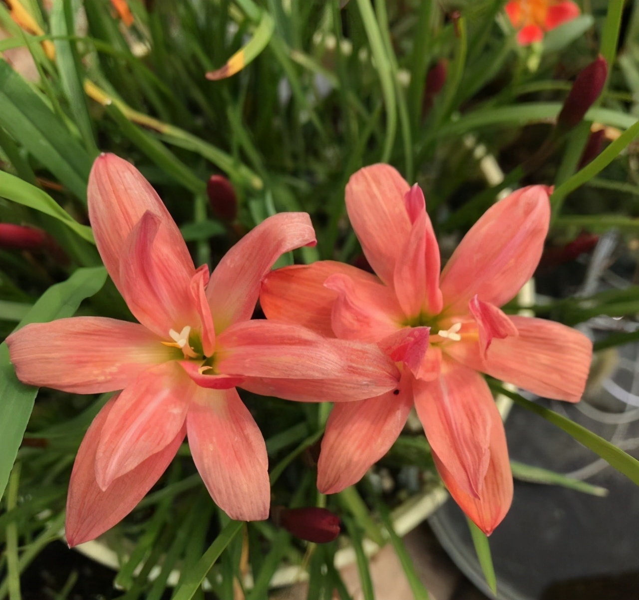 五月养兰要注意哪些,五月养兰花方法