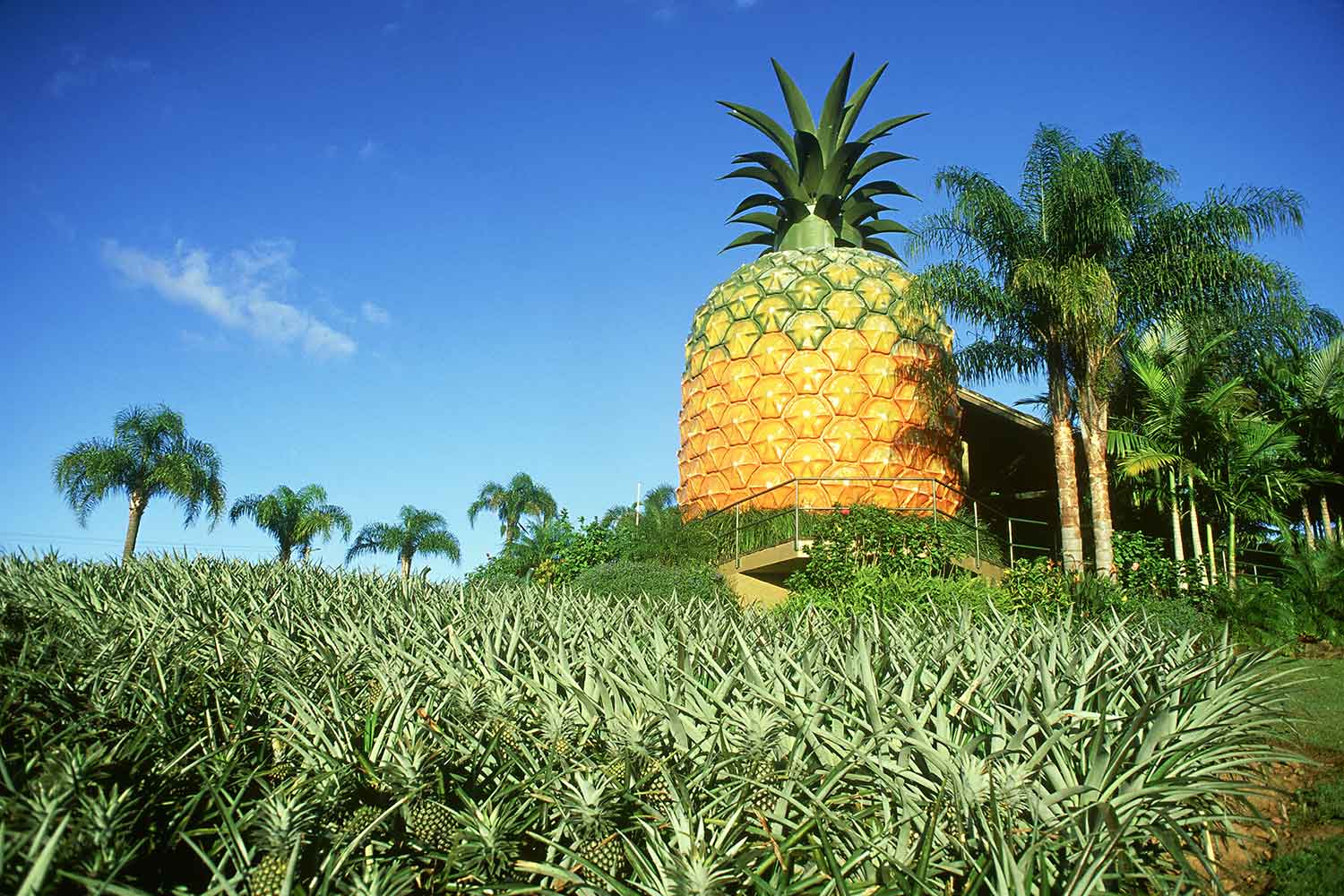 口感最好的凤梨菠萝,菠萝有哪些好吃的