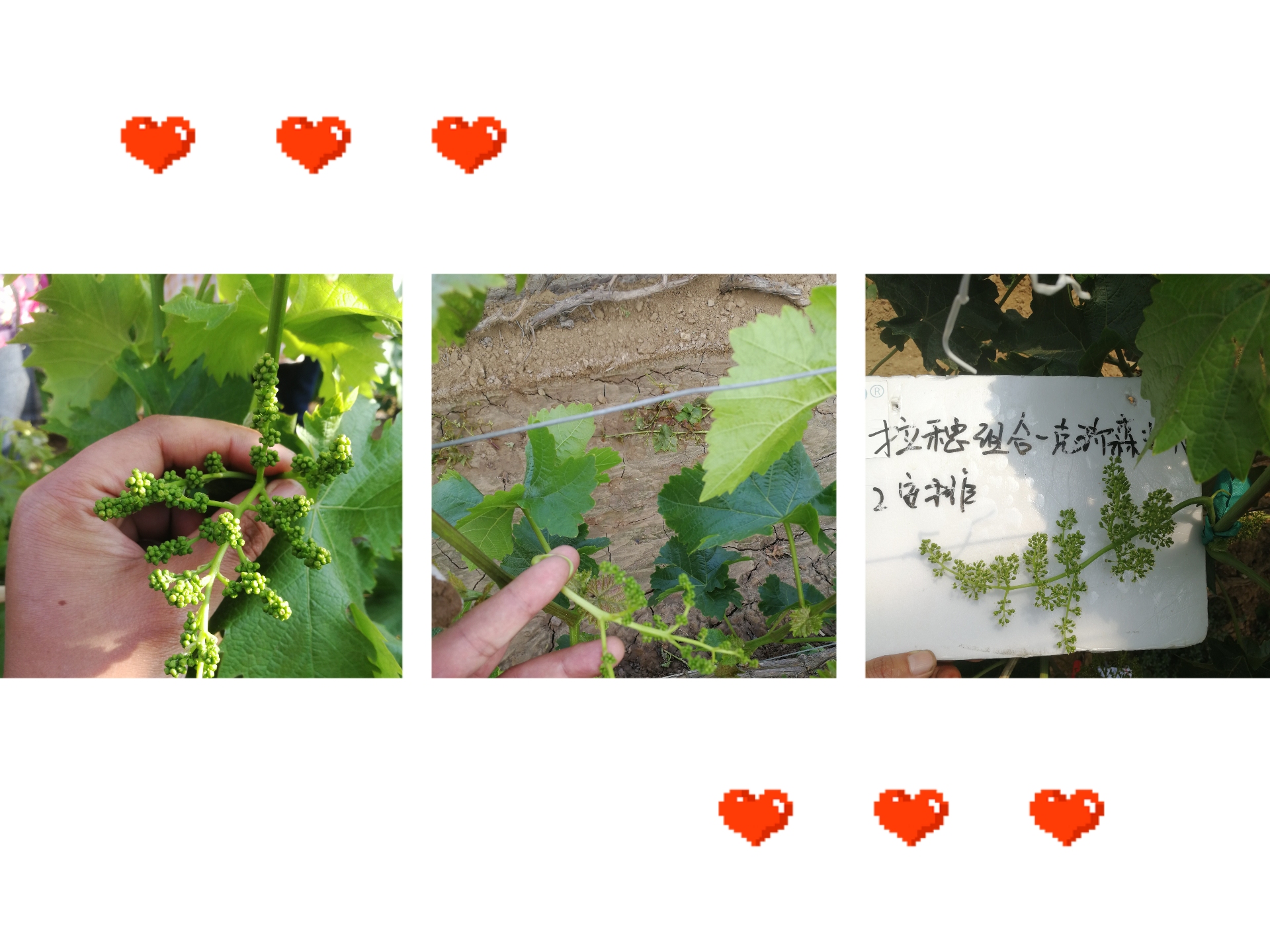 灰霉虫治什么病最好,灰霉穗轴病最好用药是什么