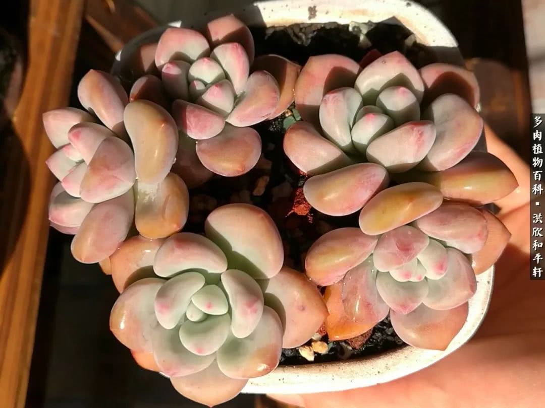 多肉的四季轮回,四季轮回多肉