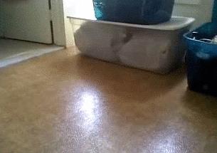 猫咪为什么滑步,猫咪走路后腿打滑什么原因