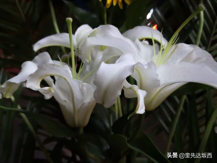 怀念老连队阔别多年的老战友,连长李春