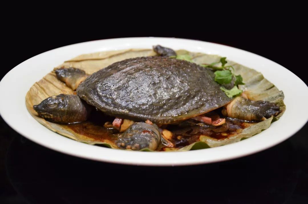 清蒸甲鱼酱料配方大全,蒸鱼的做法清蒸甲鱼