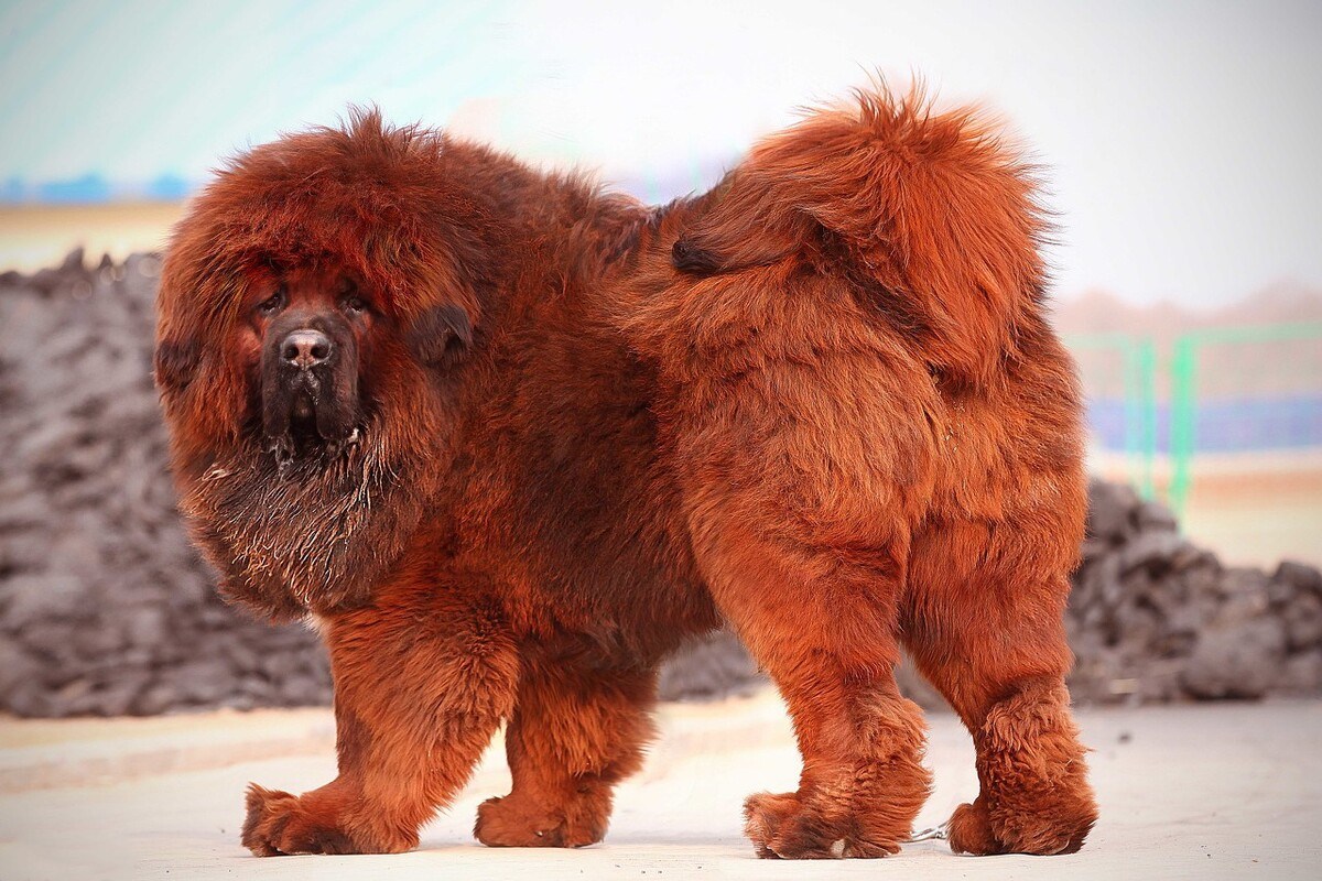 家里能养上这些猛犬，小偷就不敢惦记了