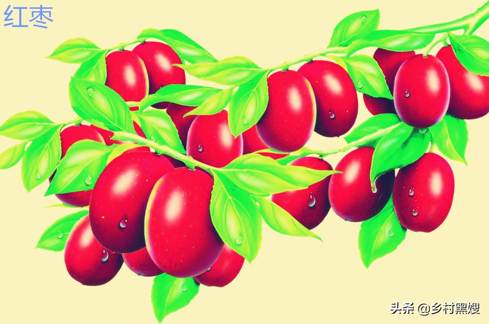 红枣的成长历程,红枣原来是什么样的