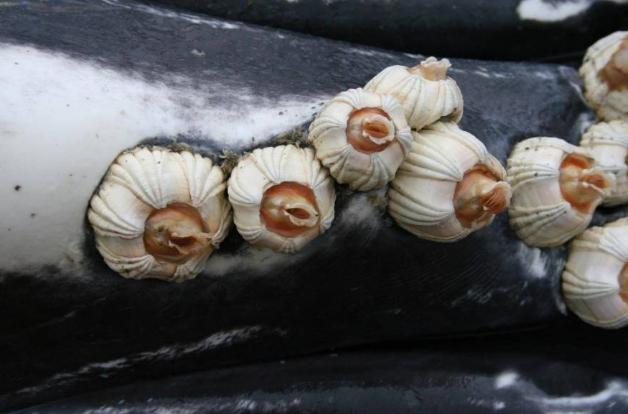 鲸鱼身上的藤壶多可怕,最严重的藤壶海龟