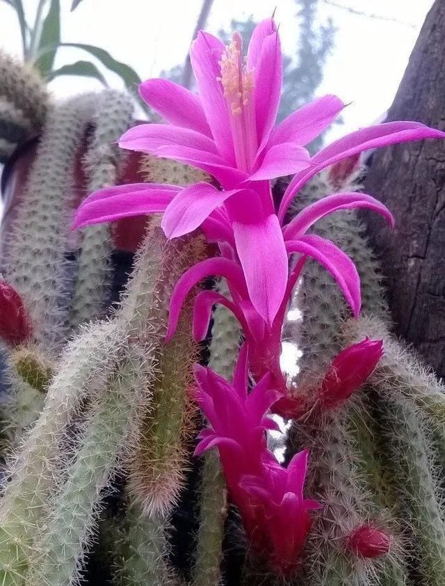 “常年丑貌君不问，一日花红万户惊”——仙人掌的产地及精品赏析