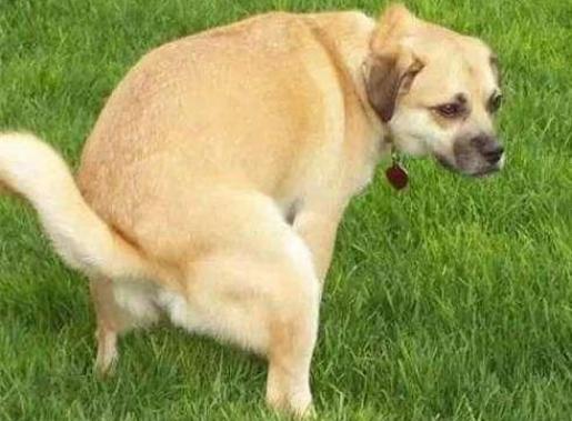 养狗知识狗狗一天该拉几次粑粑,幼犬狗一般一天拉几次便