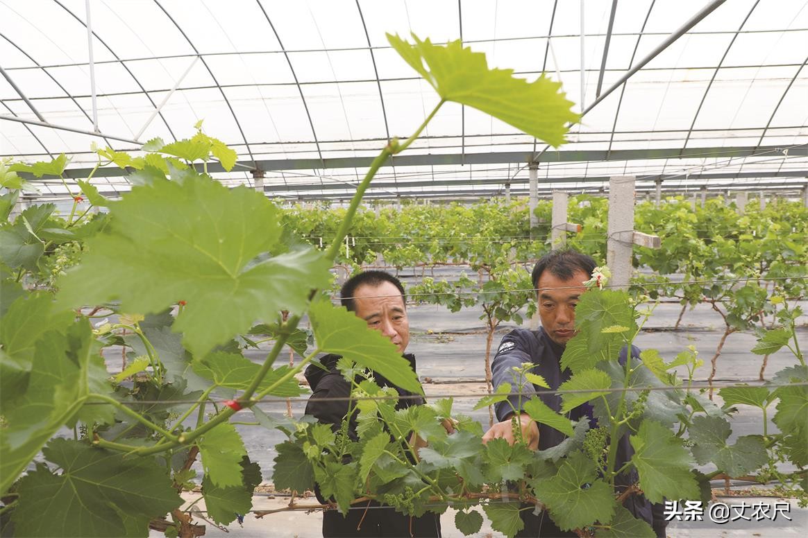 农业致富风口,未来5年农村的3个致富风口