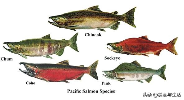 日料三文鱼是虹鳟鱼吗,国内日料店的三文鱼是虹鳟吗