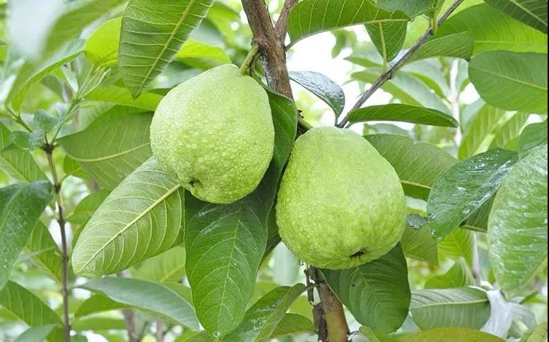 芭乐番石榴有什么营养,番石榴芭乐是一个水果吗