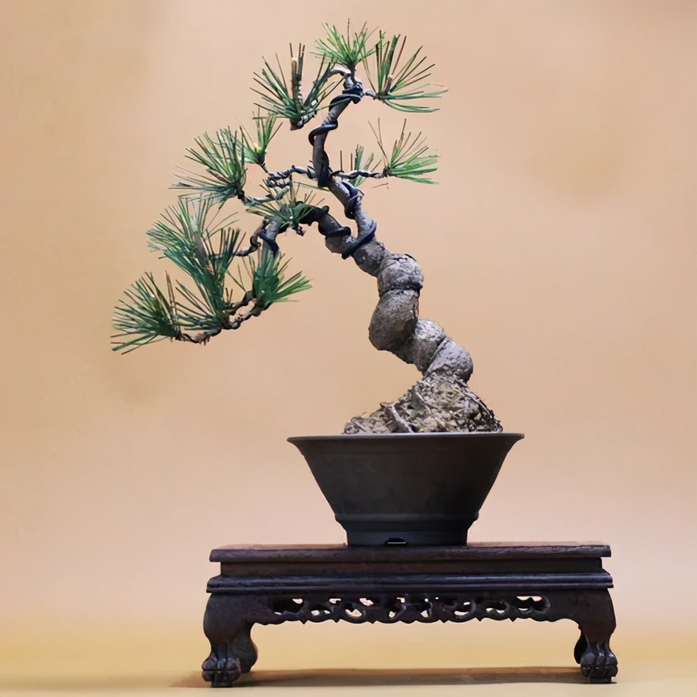 浙江小苗黑松盆景造型设计 (黑松丛林多杆盆景造型)