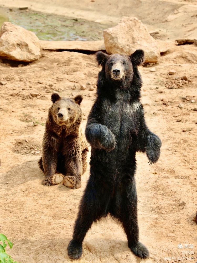 游玩万安山,洛阳万安山游玩攻略