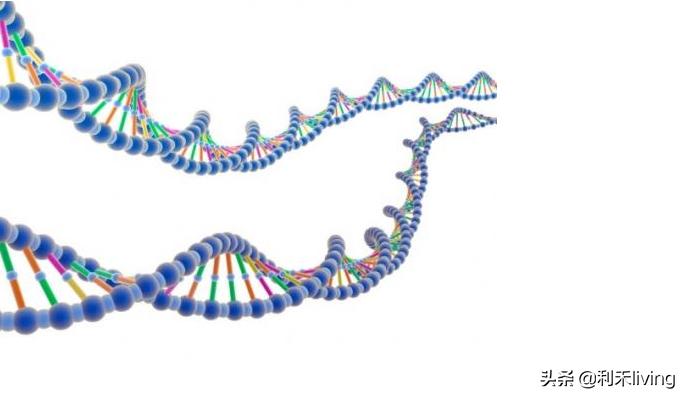 胎盘多肽提高免疫力,多肽增强免疫力效果好吗