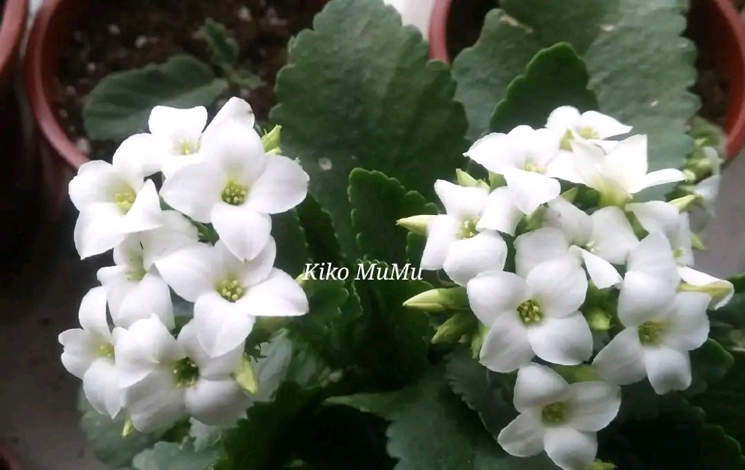 长寿花单瓣品种大全,长寿花100种颜色图片