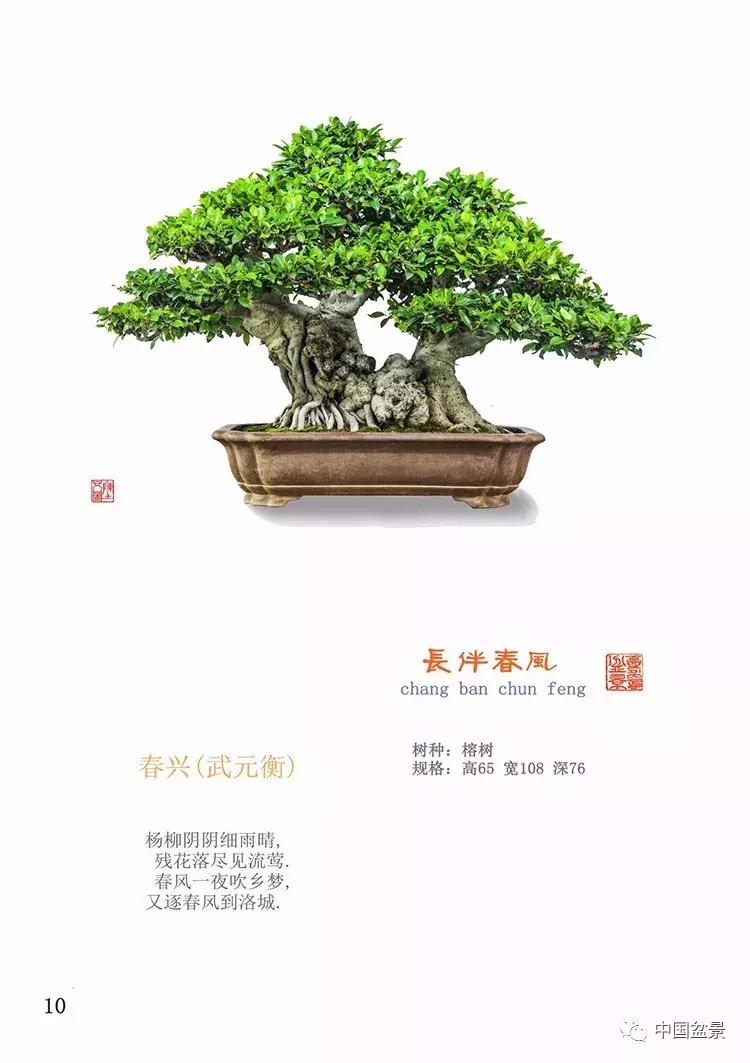 陈文图老师,陈文图盆景欣赏