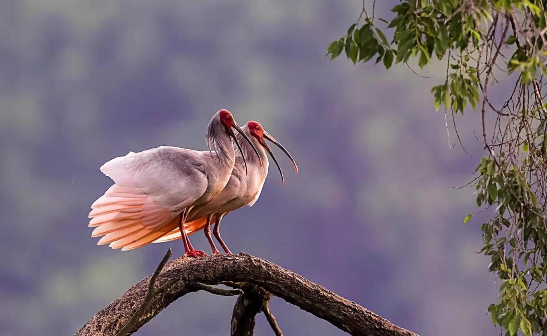 东方宝石2020年版本,东方宝石濒临灭绝