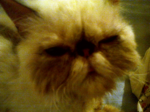 猫咪猫癣的最佳治疗方法,关于猫癣的一点经验